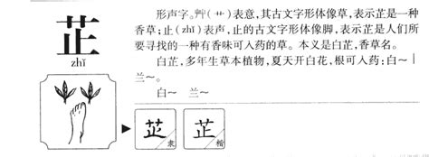 芷 意思|芷的意思，芷字的意思